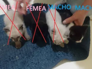 Gato raça Siamês idade Abaixo de 2 meses nome Sem nomes