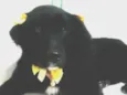 estrela