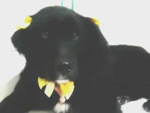 Cachorro raça SRD-ViraLata idade 1 ano nome estrela 