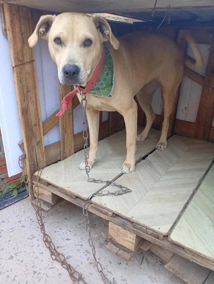 Cachorro raça SRD-ViraLata idade 2 anos nome Raika