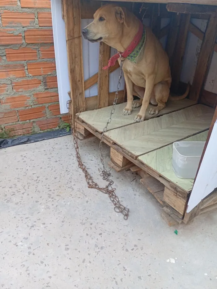 Cachorro raça SRD-ViraLata idade 2 anos nome Raika