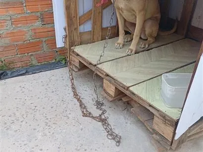 Cachorro raça SRD-ViraLata idade 2 anos nome Raika