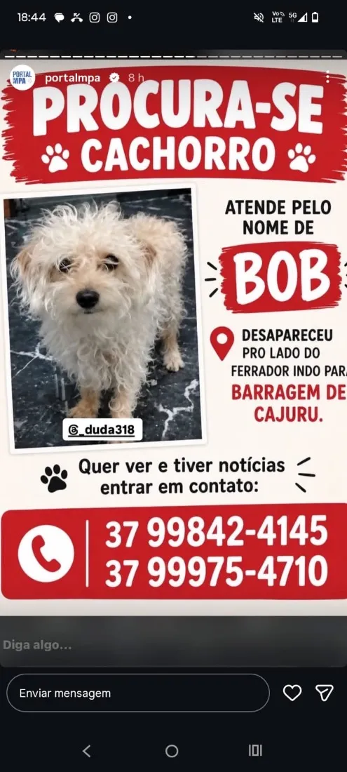 Cachorro raça SRD-ViraLata idade 5 anos nome Bob