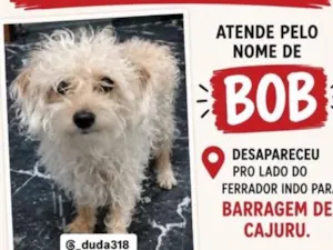 Cachorro raça SRD-ViraLata idade 5 anos nome Bob