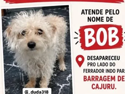 Cachorro raça SRD-ViraLata idade 5 anos nome Bob