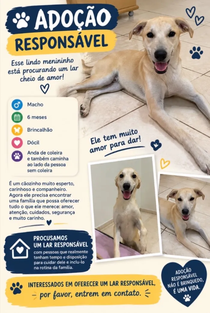 Cachorro raça SRD-ViraLata idade 2 a 6 meses nome Sem nome