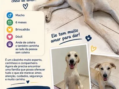 Cachorro raça SRD-ViraLata idade 2 a 6 meses nome Sem nome