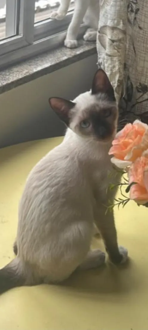 Gato raça Siamês idade 2 a 6 meses nome Minnie