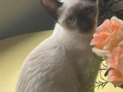 Gato raça Siamês idade 2 a 6 meses nome Minnie