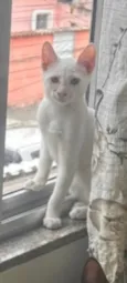 Albino