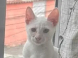 Gato raça SRD-ViraLata idade 2 a 6 meses nome Albino