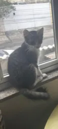 Tambaqui