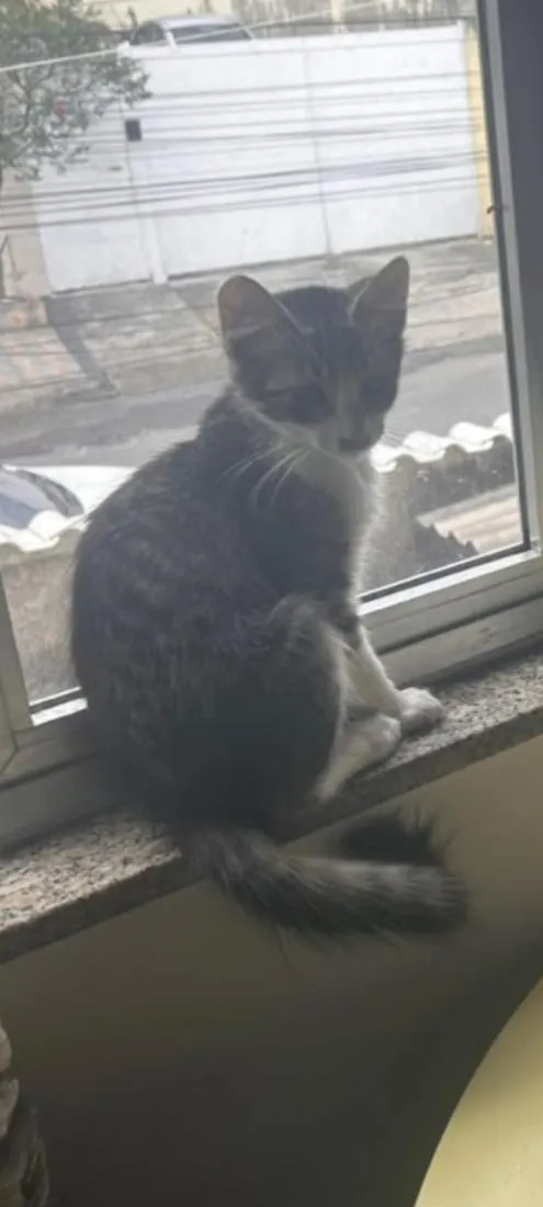 Gato raça SRD-ViraLata idade 2 a 6 meses nome Tambaqui