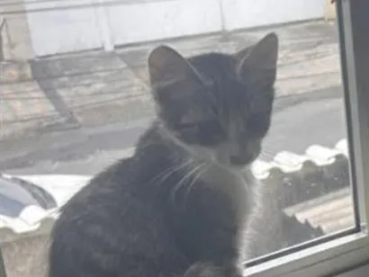 Gato raça SRD-ViraLata idade 2 a 6 meses nome Tambaqui
