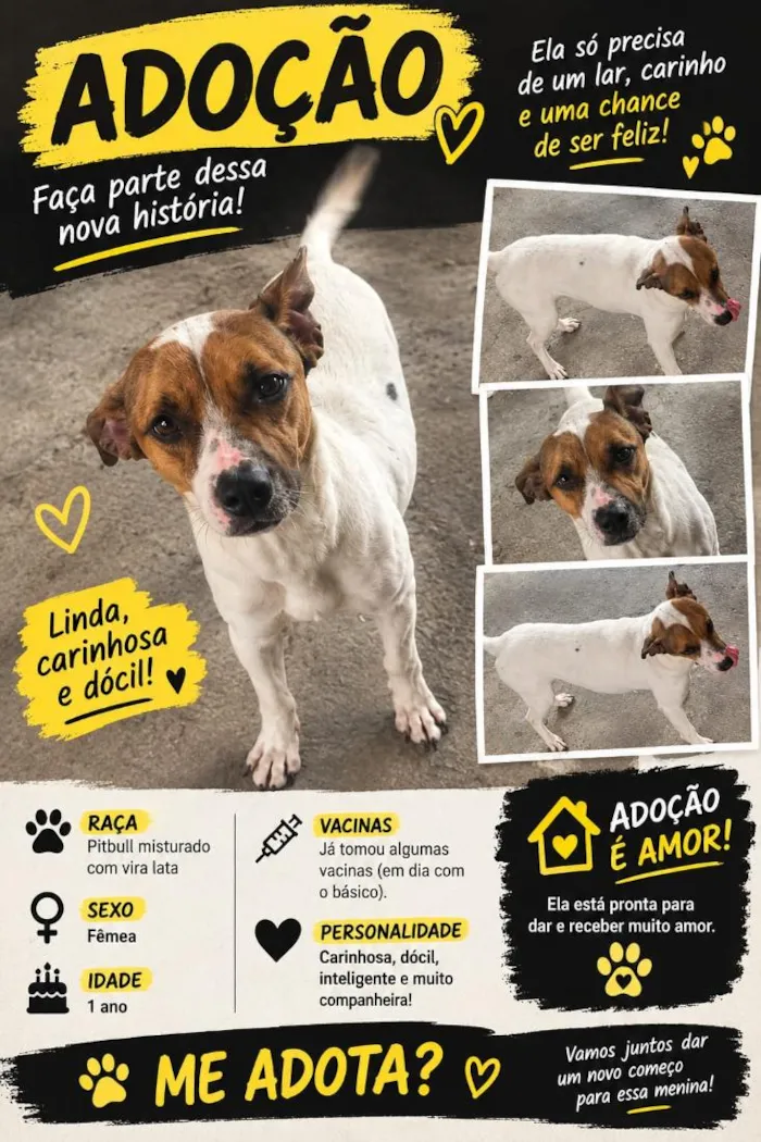 Cachorro raça Pit-Bull idade 1 ano nome belinha 