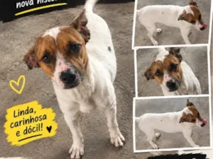Cachorro raça Pit-Bull idade 1 ano nome belinha 