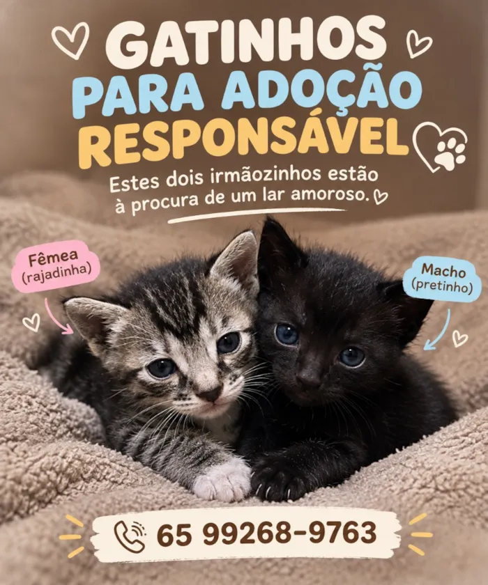 Gato raça SRD-ViraLata idade 2 a 6 meses nome Sem nome 