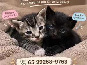 Gato raça SRD-ViraLata idade 2 a 6 meses nome Sem nome 