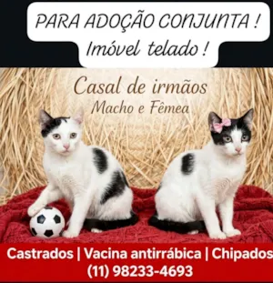 Gato raça SRD-ViraLata idade 2 a 6 meses nome Lok e Lara: 6meses