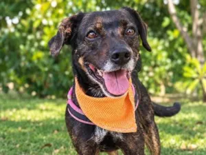 Cachorro raça SRD-ViraLata idade 5 anos nome Baruk