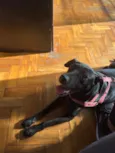 Lupi