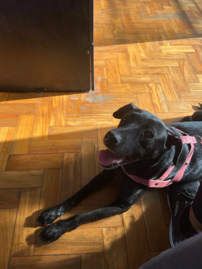 Cachorro raça SRD-ViraLata idade 3 anos nome Lupi