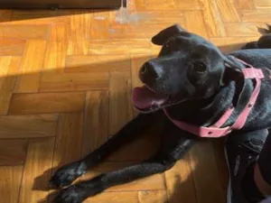 Cachorro raça SRD-ViraLata idade 3 anos nome Lupi