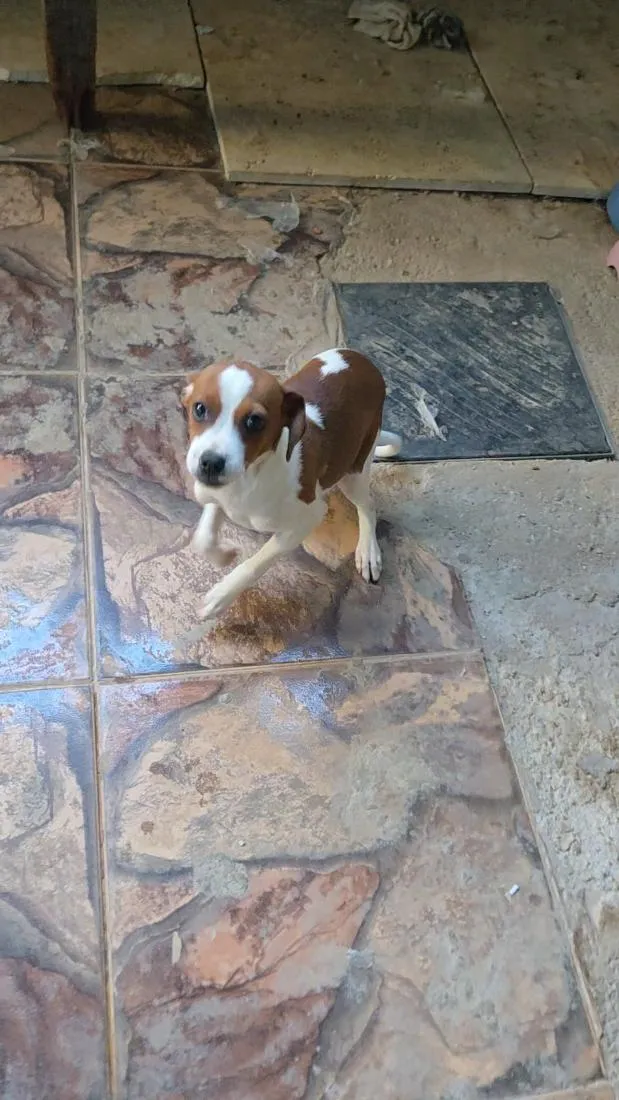 Cachorro raça Lhasa Apso idade 2 a 6 meses nome Snow e Aria 