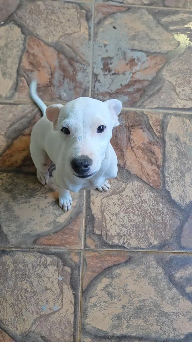 Cachorro raça Lhasa Apso idade 2 a 6 meses nome Snow e Aria 