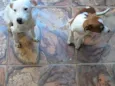 Snow e Aria 