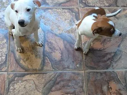 Cachorro raça Lhasa Apso idade 2 a 6 meses nome Snow e Aria 
