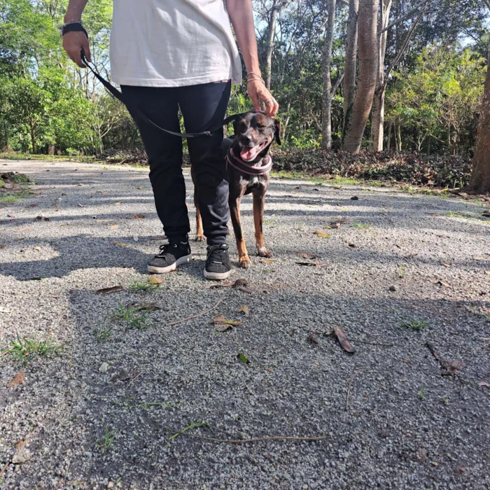 Cachorro raça SRD-ViraLata idade 5 anos nome Baruk