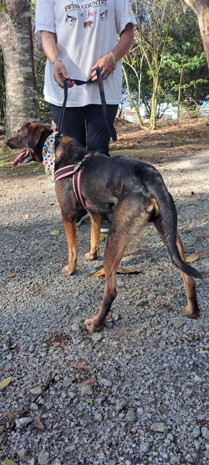 Cachorro raça SRD-ViraLata idade 5 anos nome Baruk