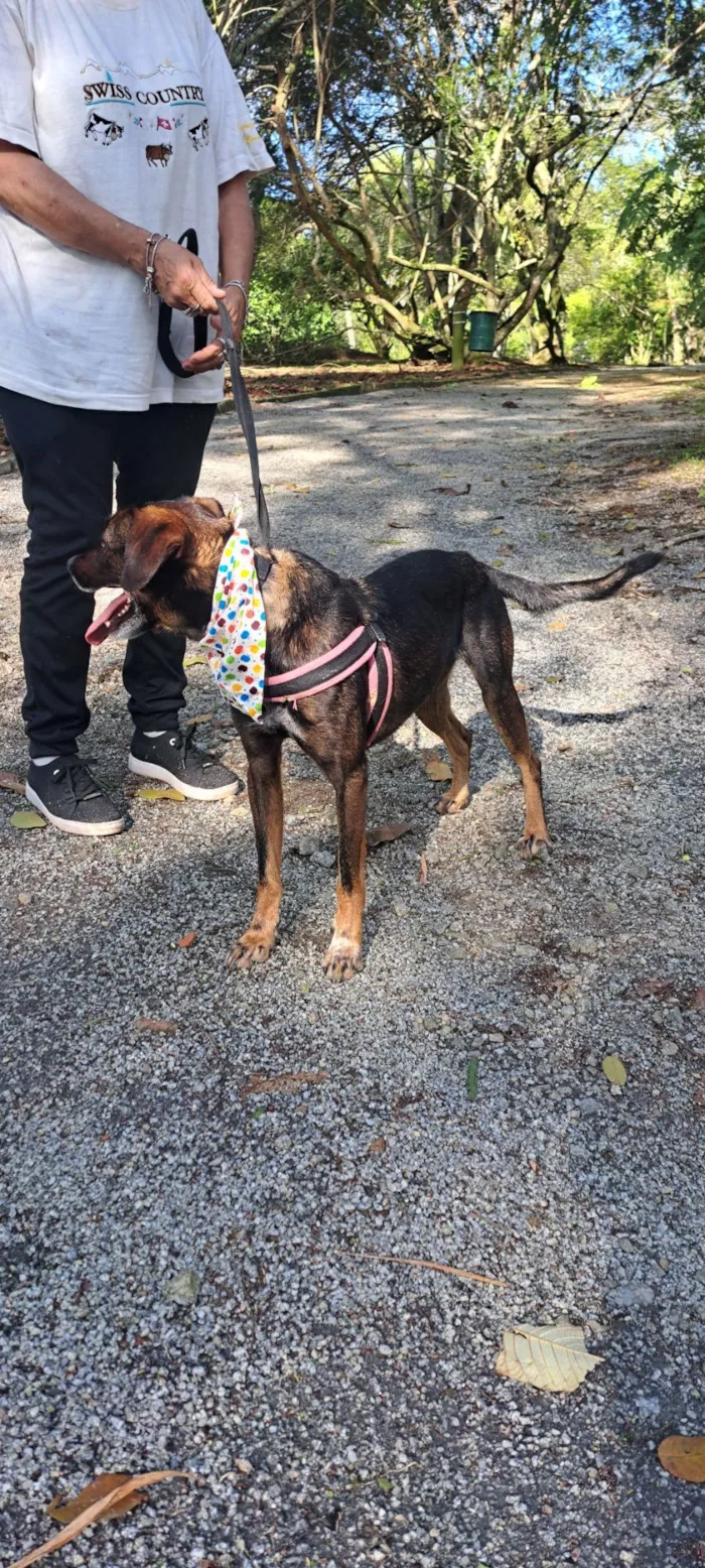 Cachorro raça SRD-ViraLata idade 5 anos nome Baruk