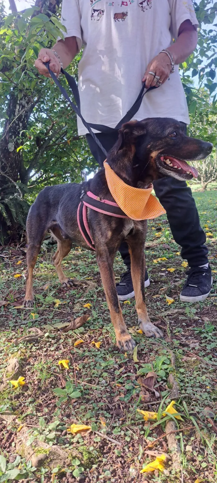 Cachorro raça SRD-ViraLata idade 5 anos nome Baruk