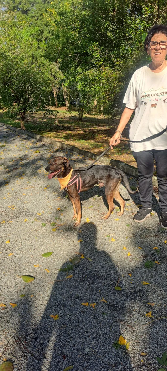 Cachorro raça SRD-ViraLata idade 5 anos nome Baruk