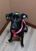 Kiara
