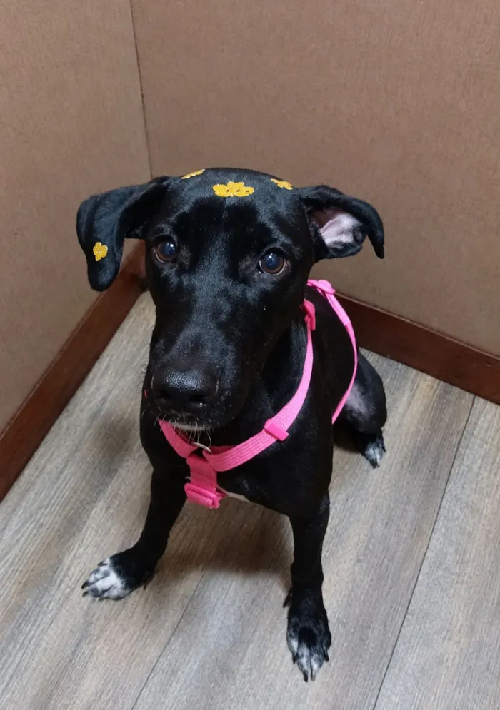 Cachorro raça SRD-ViraLata idade 1 ano nome Kiara