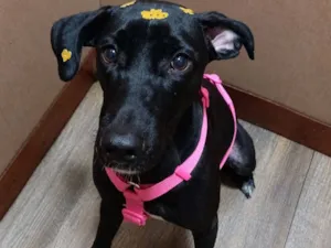Cachorro raça SRD-ViraLata idade 1 ano nome Kiara