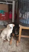 lori ( a branquinha) luki (o pretinho)