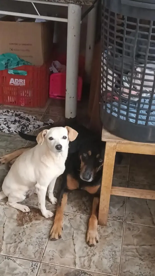 Cachorro raça SRD-ViraLata idade 4 anos nome lori ( a branquinha) luki (o pretinho)