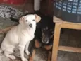 lori ( a branquinha) luki (o pretinho)