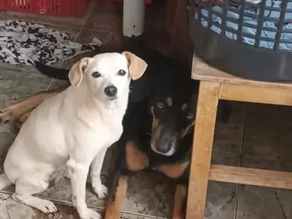 Cachorro raça SRD-ViraLata idade 4 anos nome lori ( a branquinha) luki (o pretinho)
