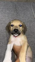 Dollynho 
