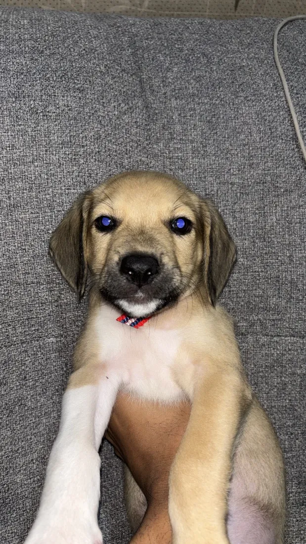 Cachorro raça SRD-ViraLata idade 2 a 6 meses nome Dollynho 