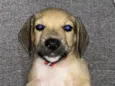Dollynho 