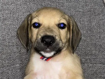 Cachorro raça SRD-ViraLata idade 2 a 6 meses nome Dollynho 