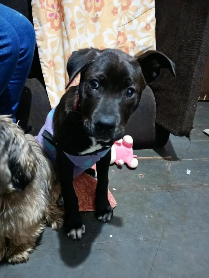 Cachorro raça SRD-ViraLata idade 2 a 6 meses nome Duque