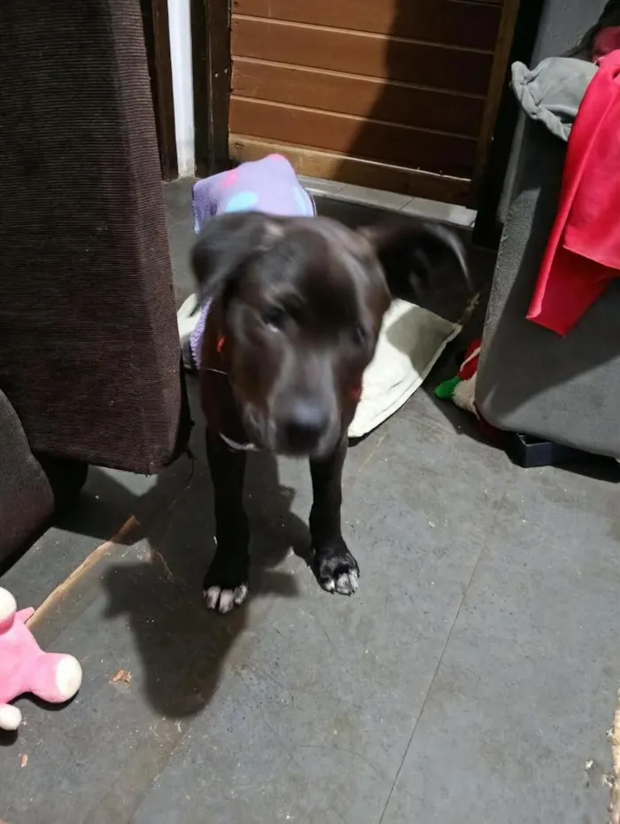 Cachorro raça SRD-ViraLata idade 2 a 6 meses nome Duque