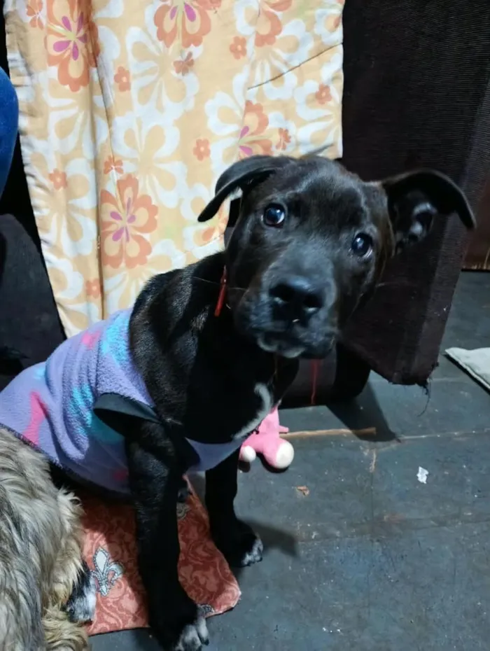 Cachorro raça SRD-ViraLata idade 2 a 6 meses nome Duque